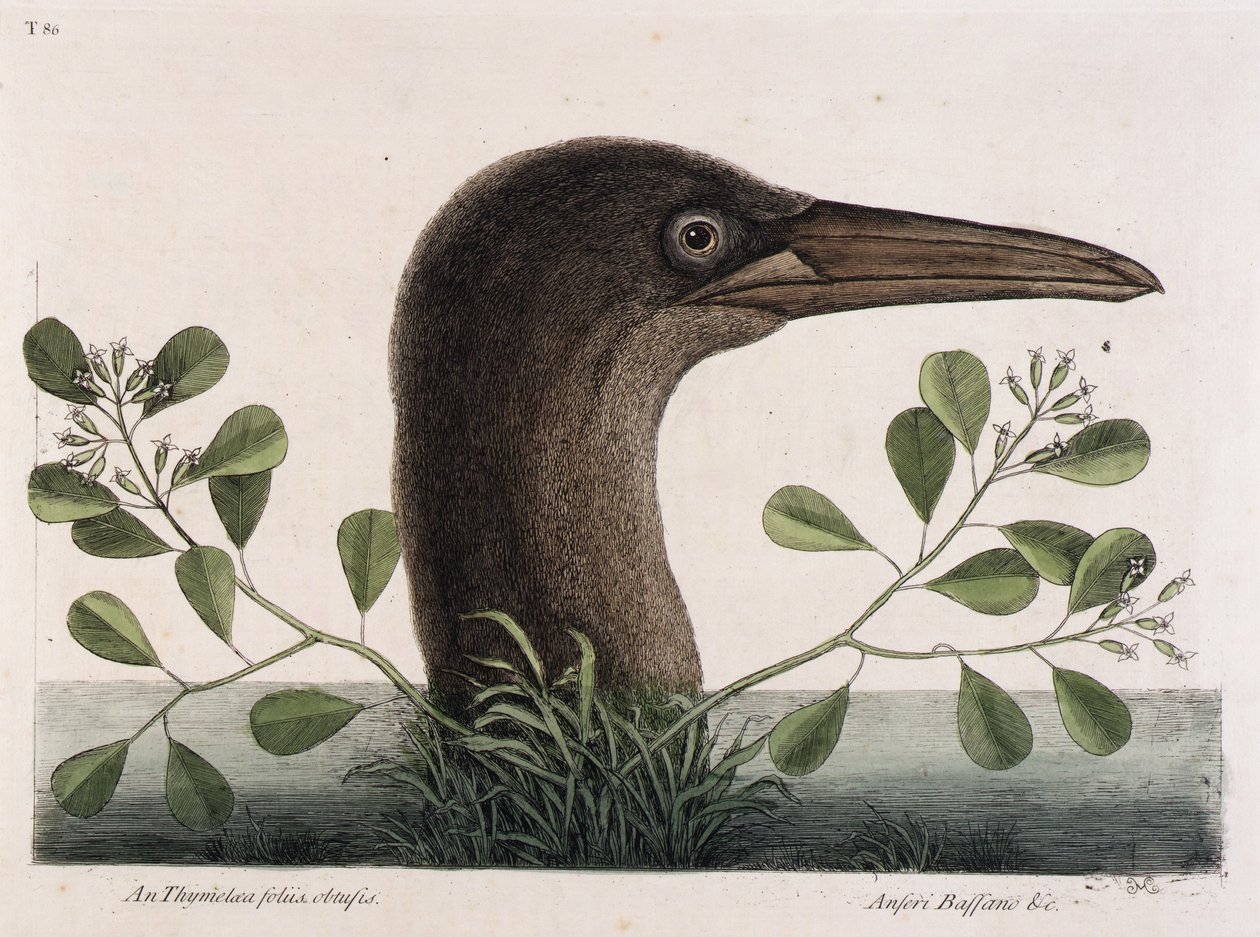 The Great Booby (An Thymelaea foliis obtusis, Anseri Bassano & c.) by Mark Catesby