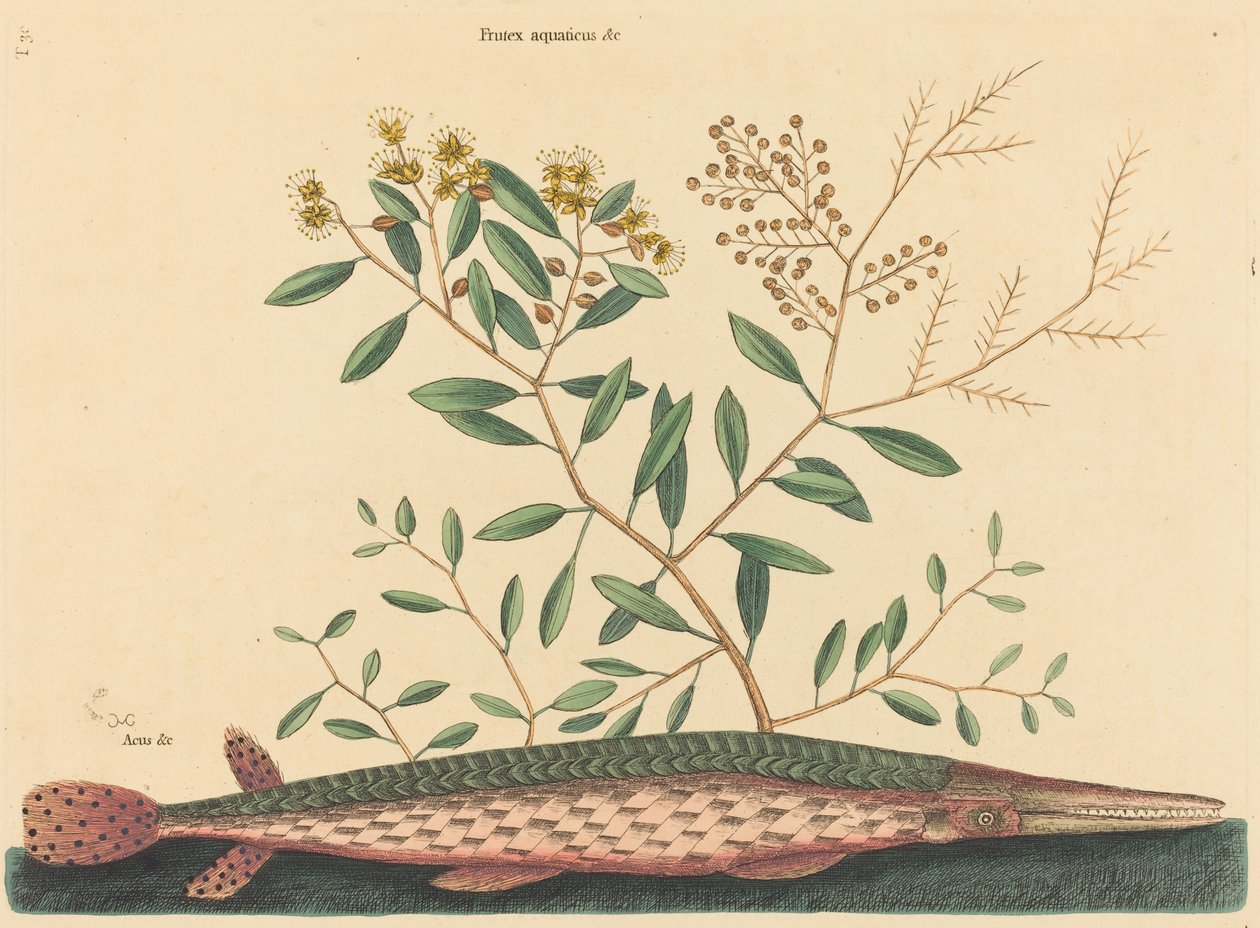 The Green Gar Fish by Mark Catesby: Buy fine art print