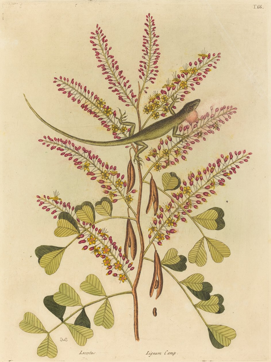 The Green Lizard of Jamaica by Mark Catesby