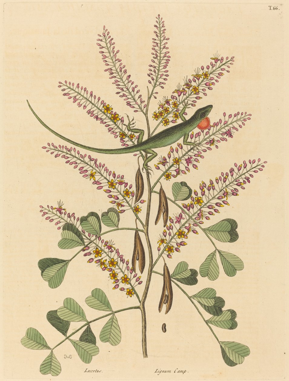 The Green Lizard of Jamaica by Mark Catesby