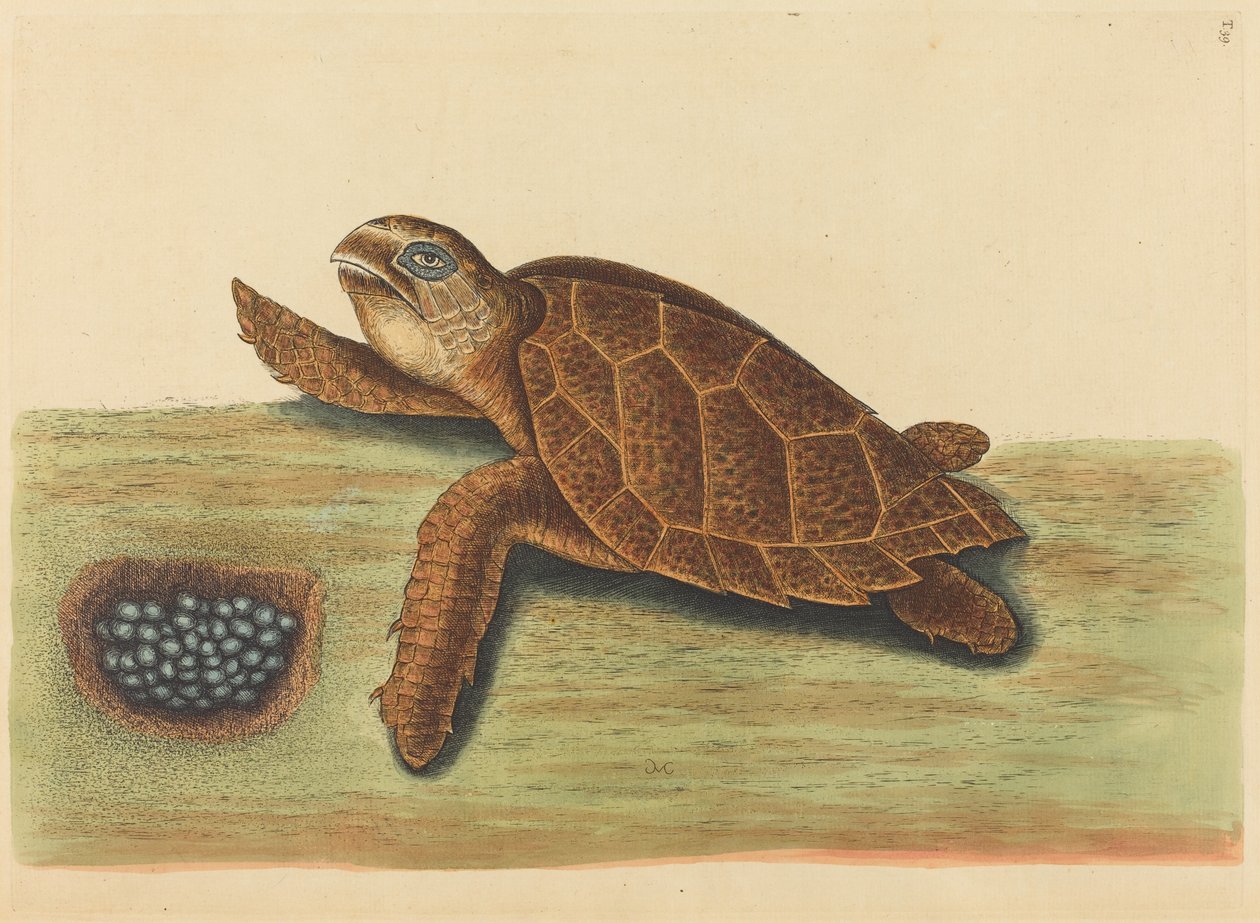 The Hawks-bill Turtle Testudo caretta by Mark Catesby
