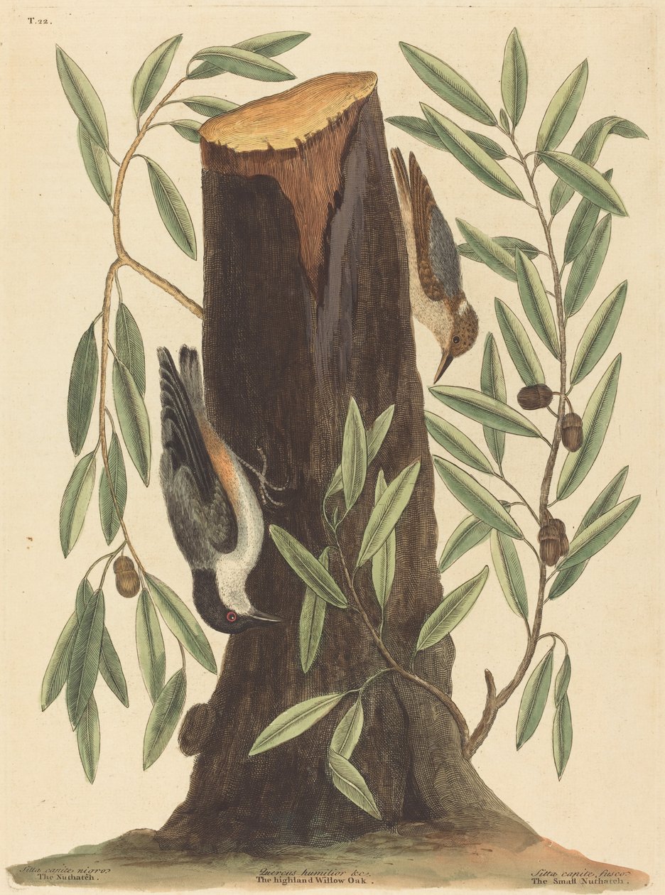 The Nuthatch (Sitta Europaea) by Mark Catesby