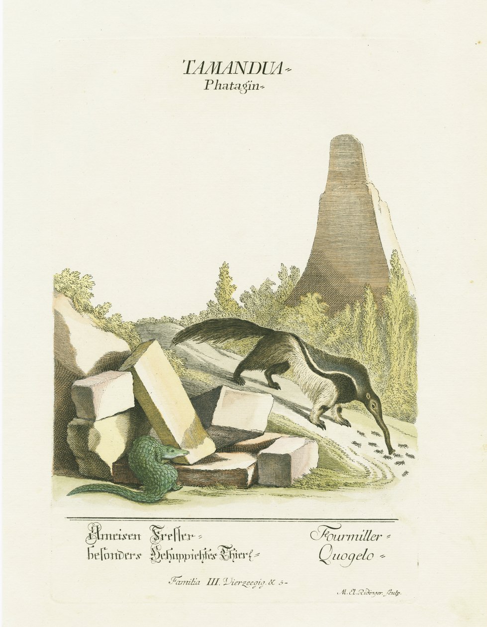 Giant Anteater and Lizard on Rocky Terrain by Martin Elias Ridinger