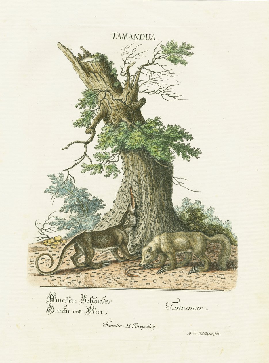 Small Anteaters Under a Tree by Martin Elias Ridinger