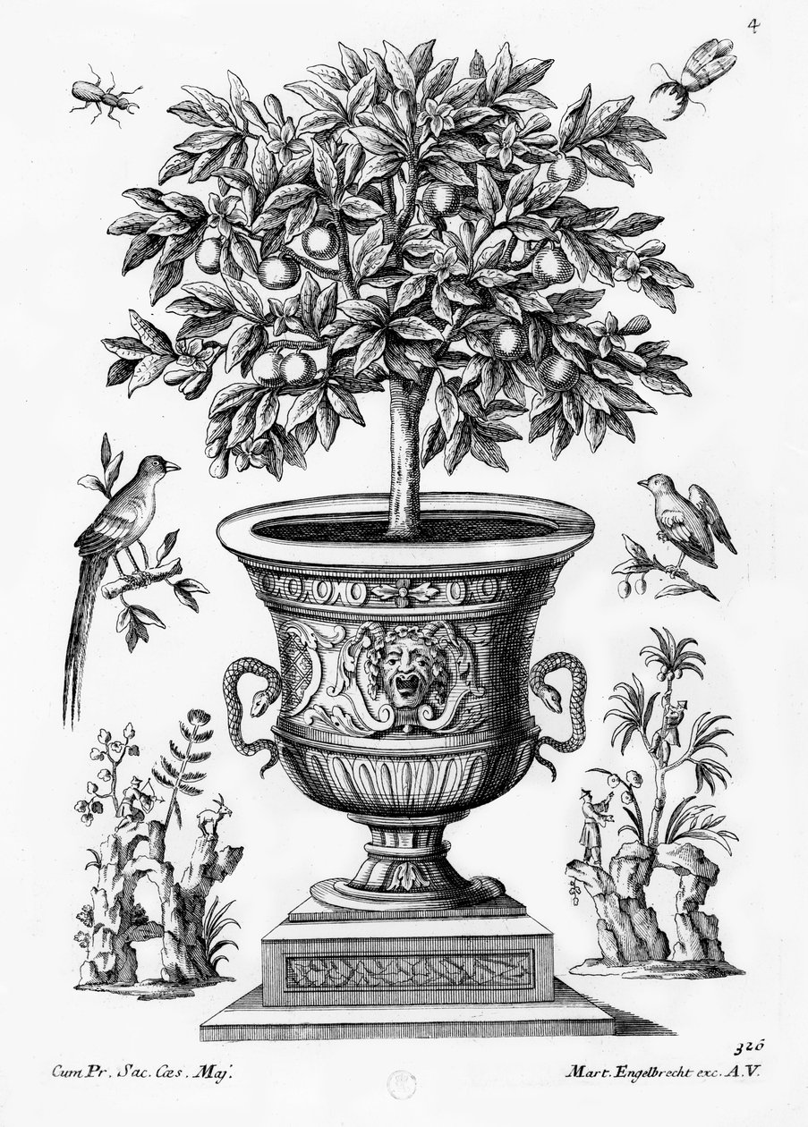 Citrus trees by Martin Engelbrecht: Premium art reproduction