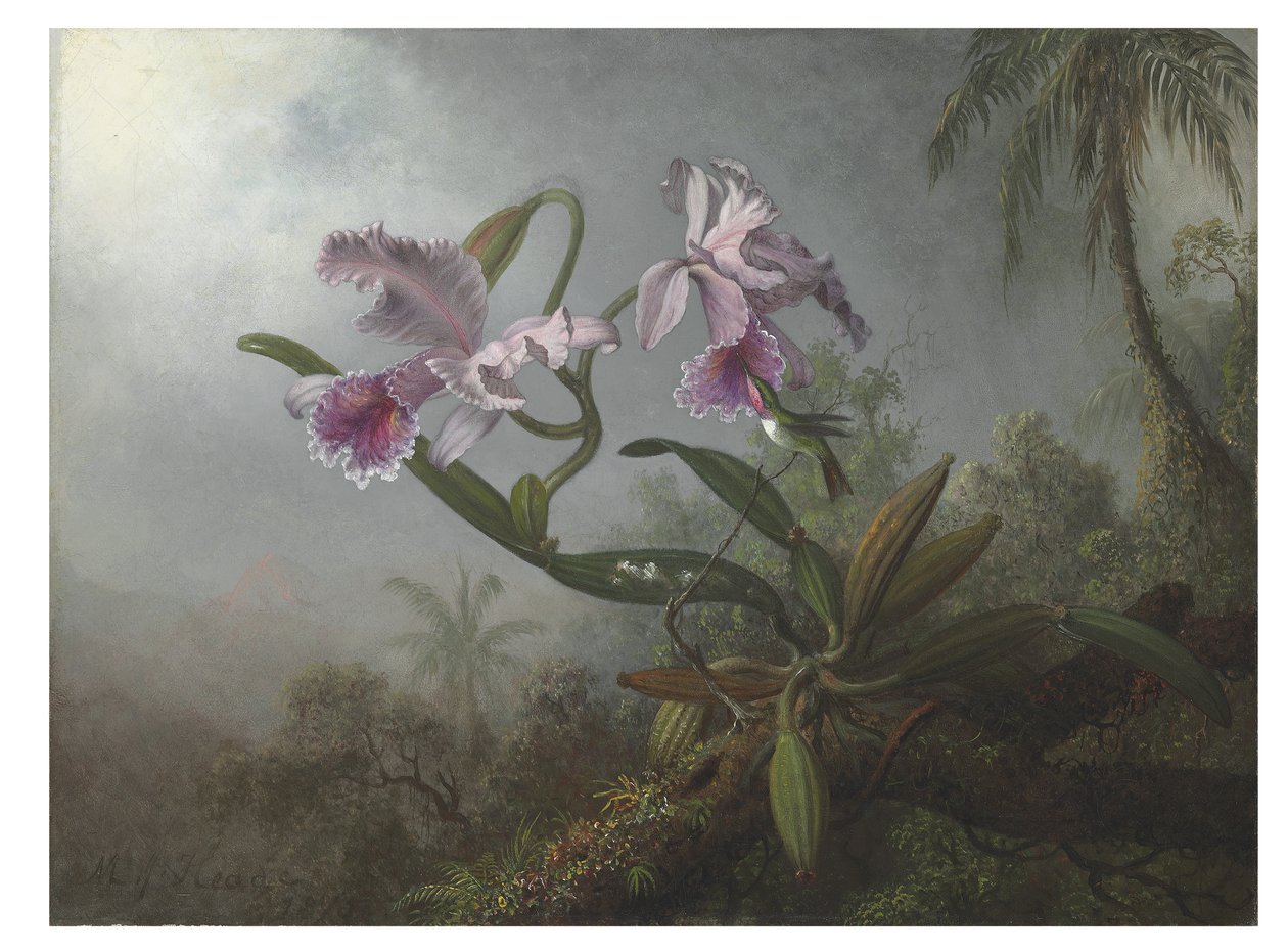 Pink Orchids and Hummingbird on a Twig, 1875 by Martin Johnson Heade