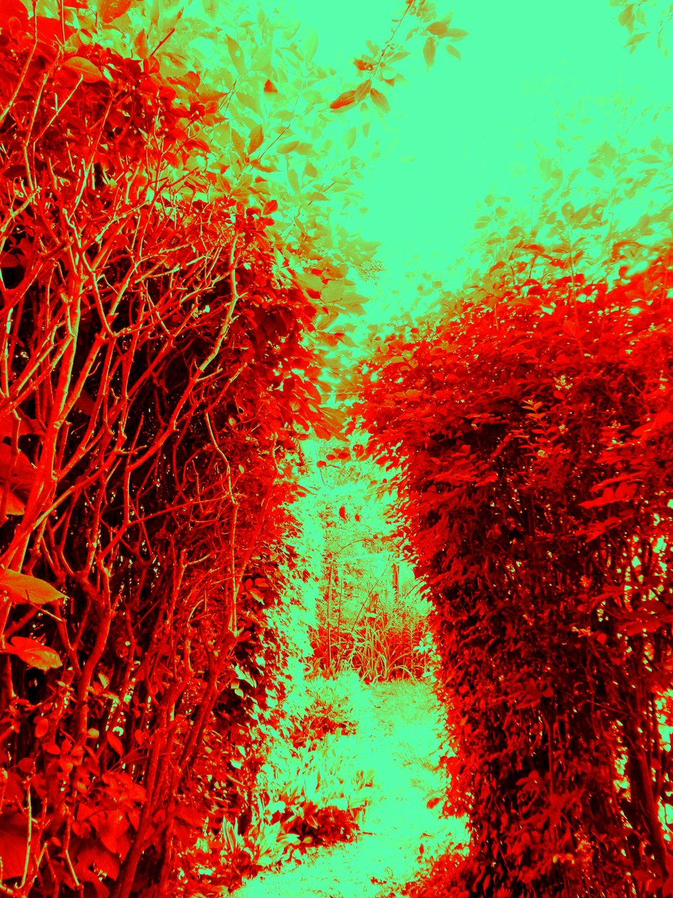 Garden (Homage to Hieronymus Bosch) by Martina Konitzky
