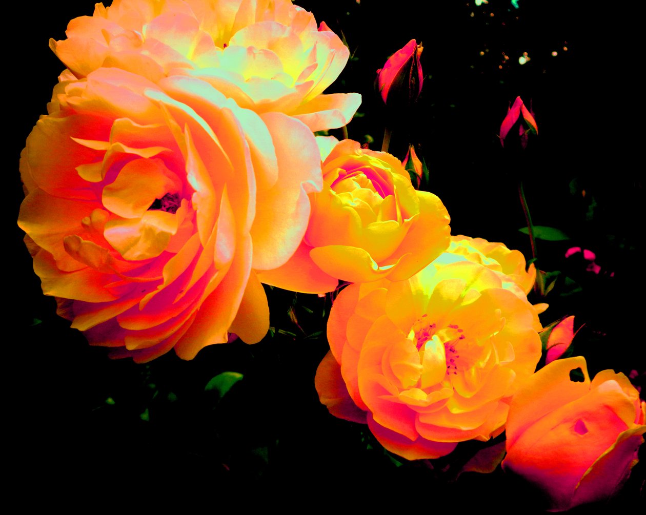 Rose Rainbow by Martina Konitzky