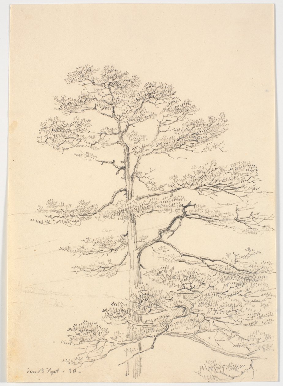 A Pine Tree by Martinus Rørbye