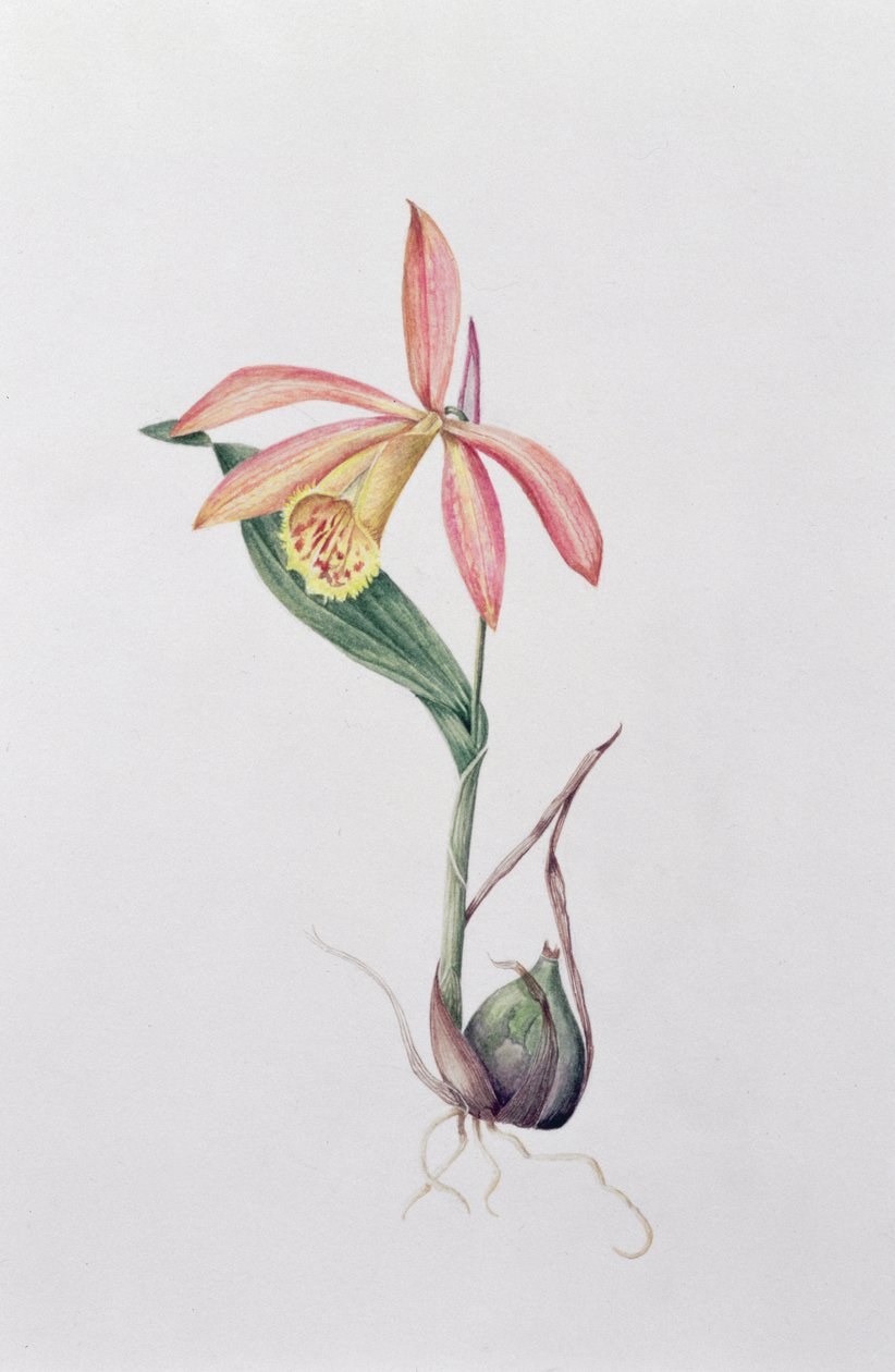 Pleione Zeus Wildstein by Mary Kenyon Slaney