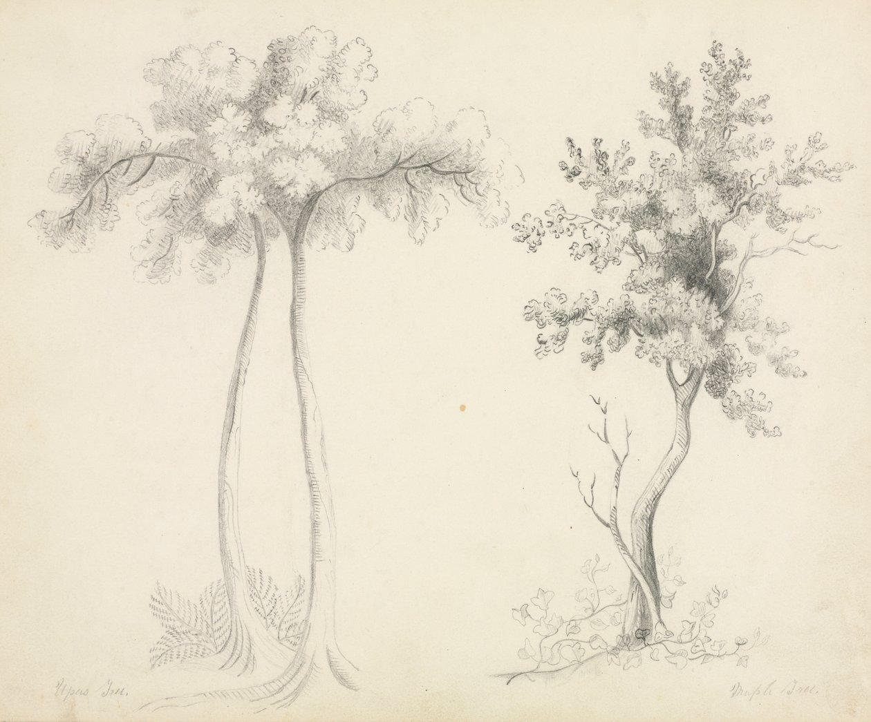 Studies of Upas and Maple Trees by Mary Altha Nims