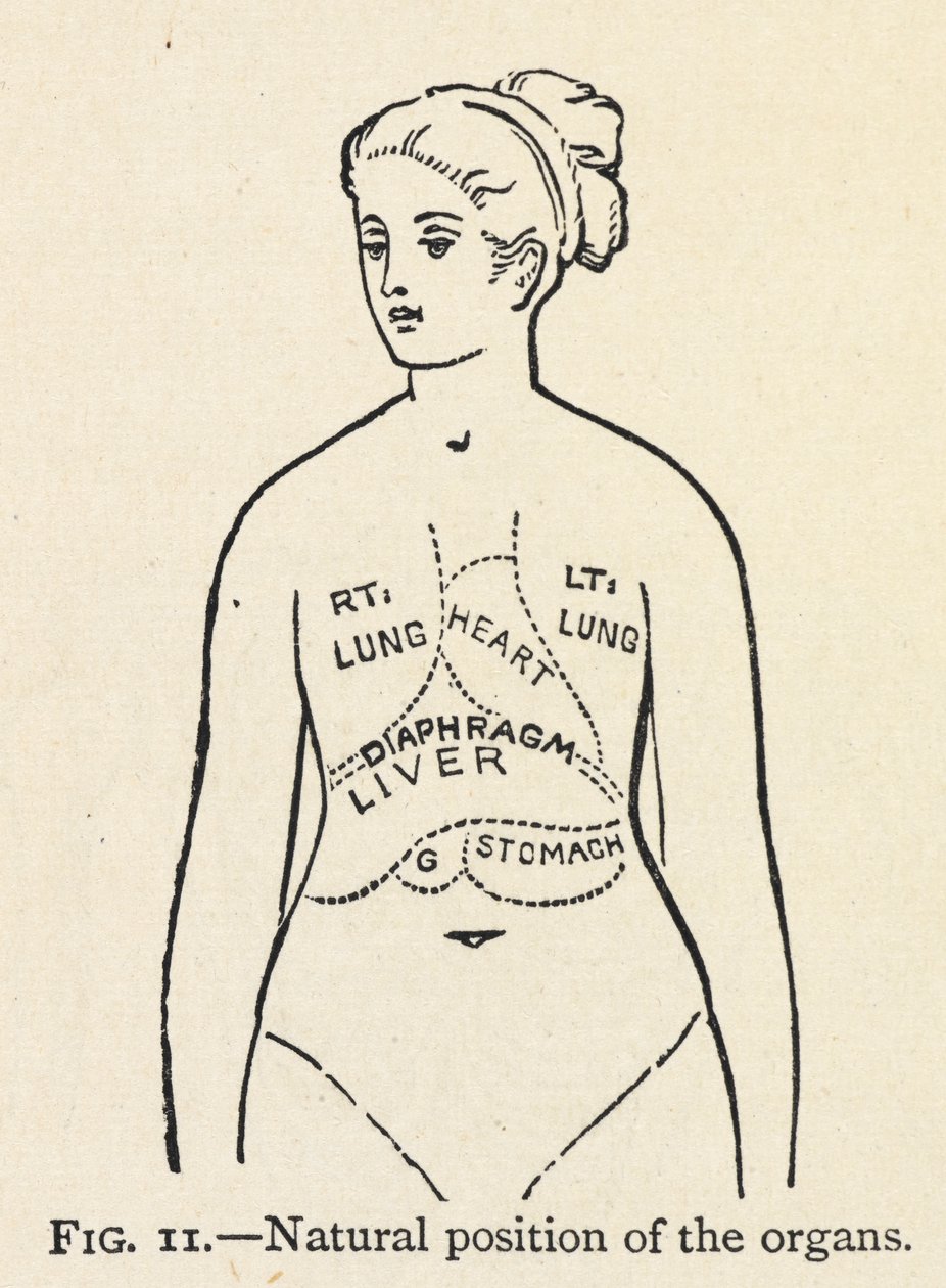 Natural Position of the Organs by Mary Eliza Haweis