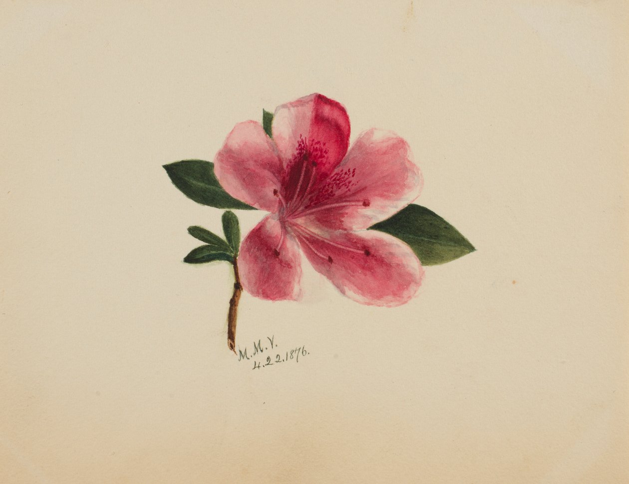 Untitled (Flower Study) by Mary Vaux Walcott