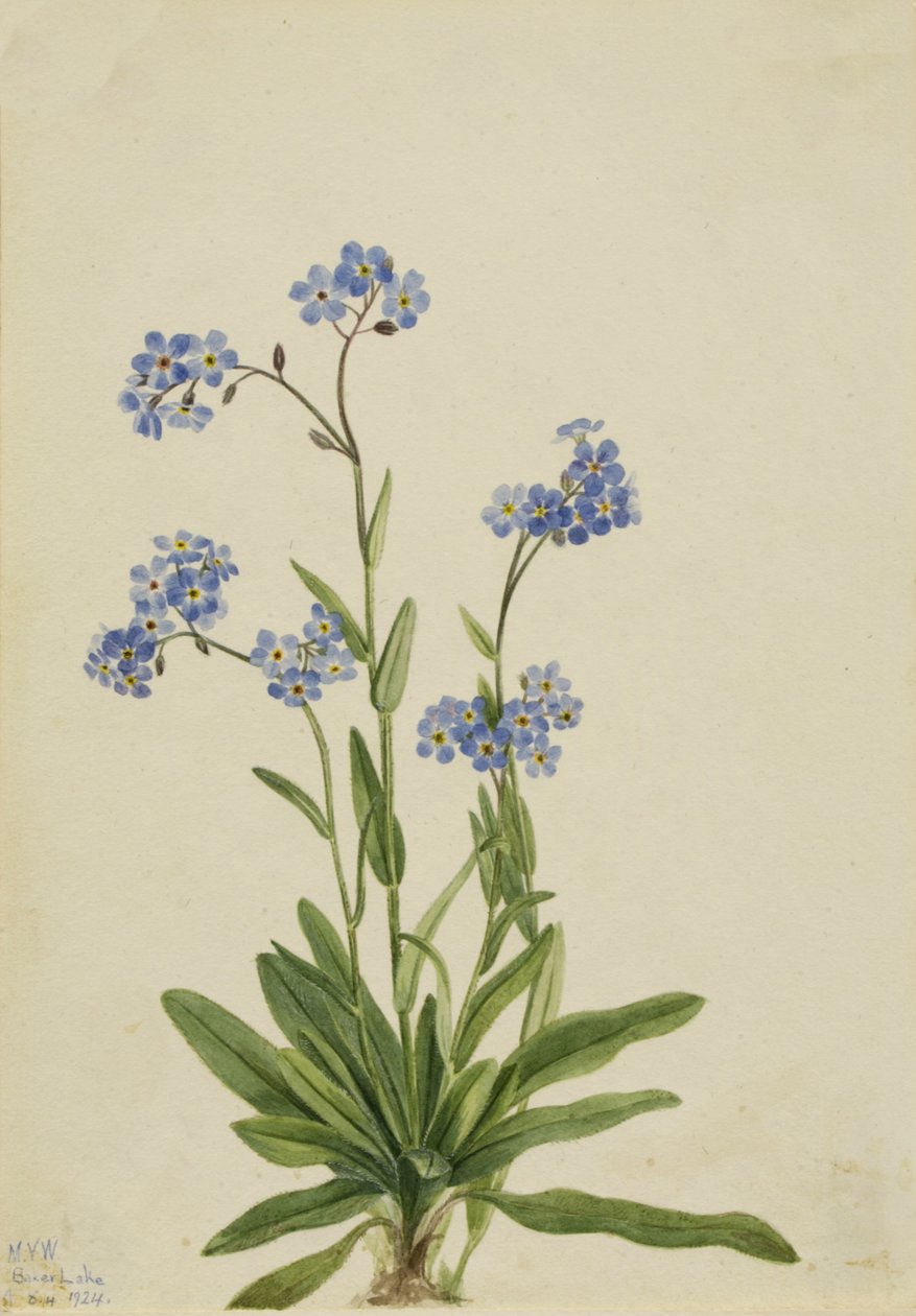 Alpine Forget-me-not Myosotis alpestris, 1924 by Mary Vaux Walcott
