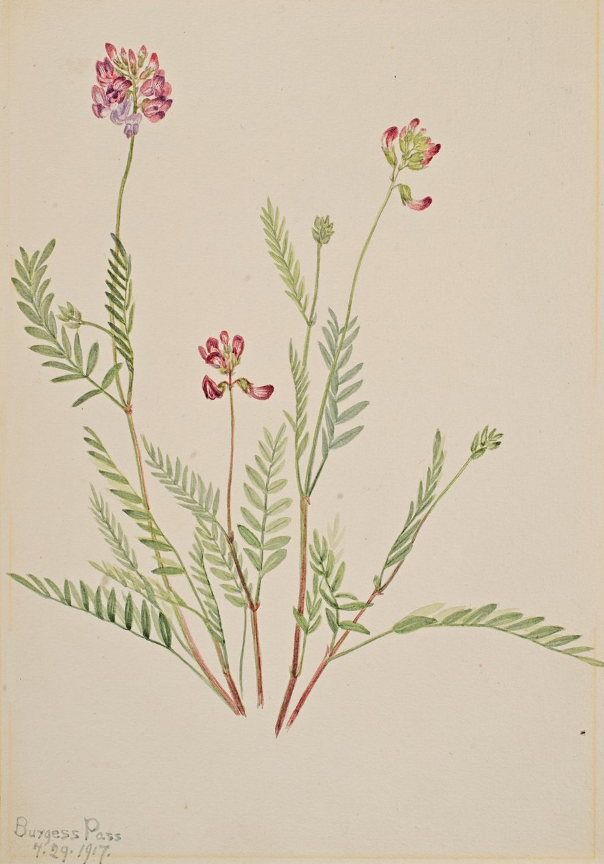 Alpine Vetch Astragalus Bourgovii by Mary Vaux Walcott