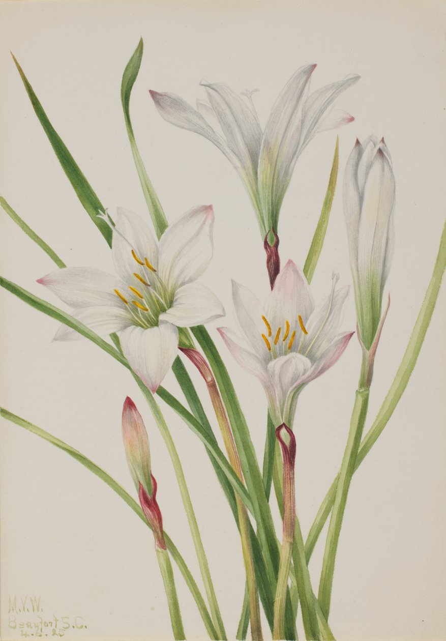 Atamasco-Lily by Mary Vaux Walcott