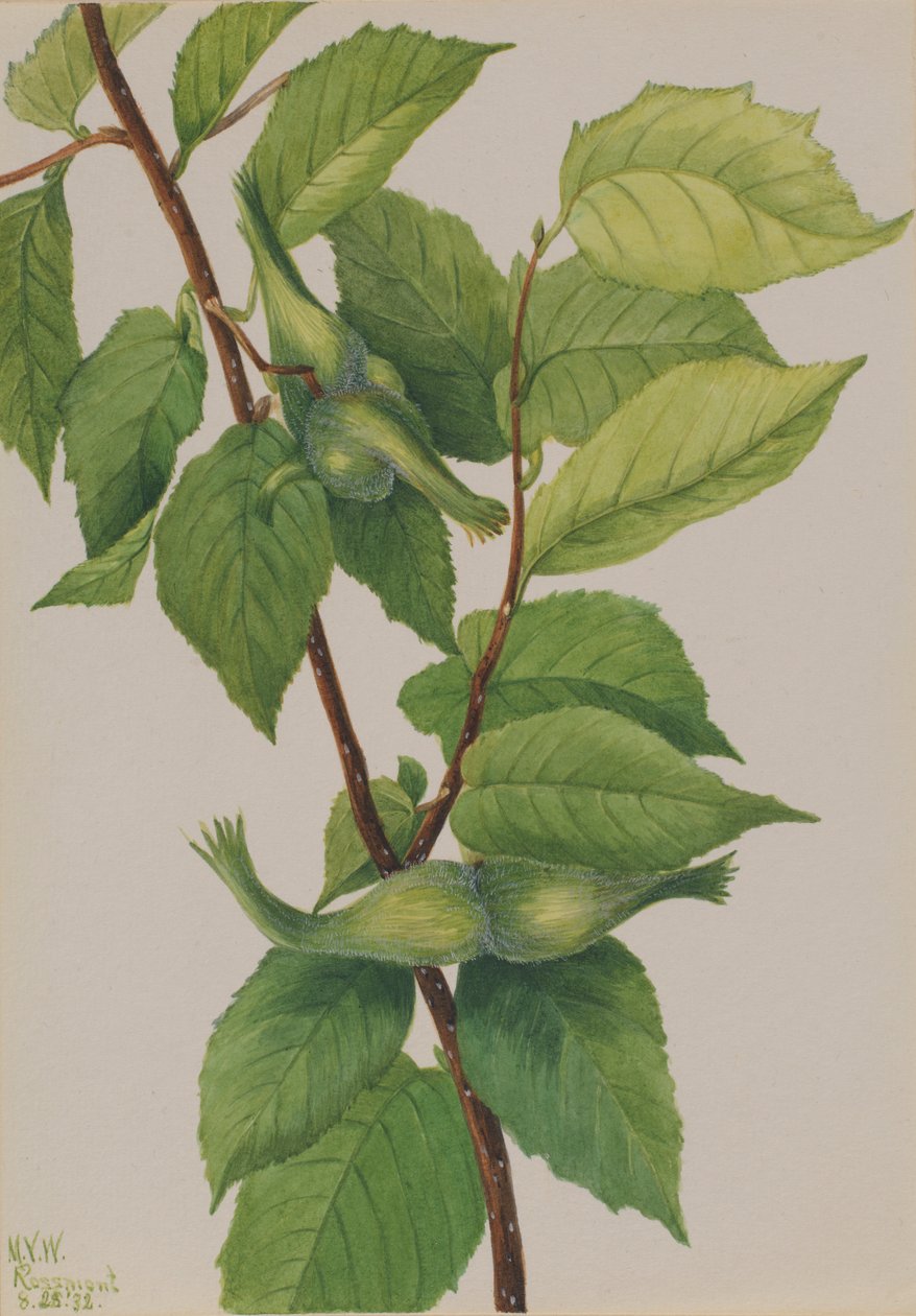 Beaked Hazelnut by Mary Vaux Walcott