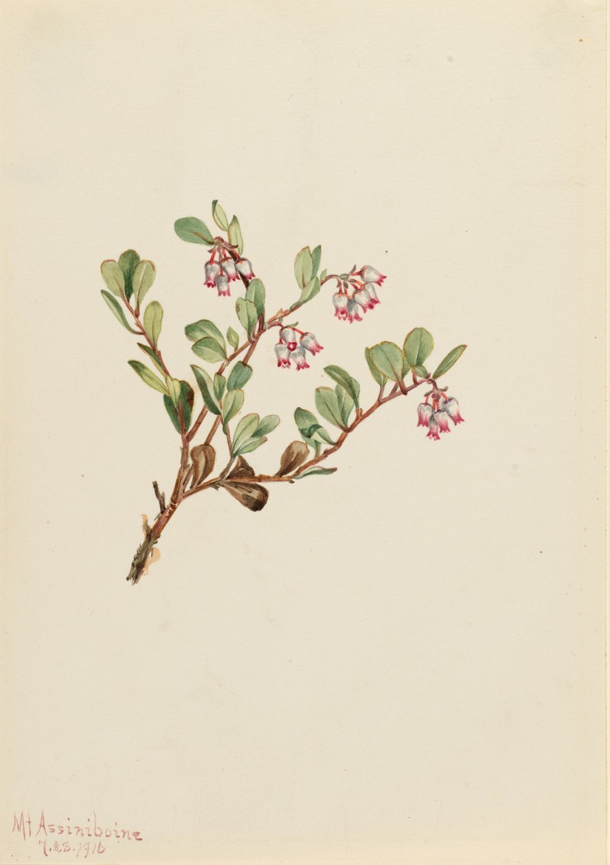 Bearberry by Mary Vaux Walcott
