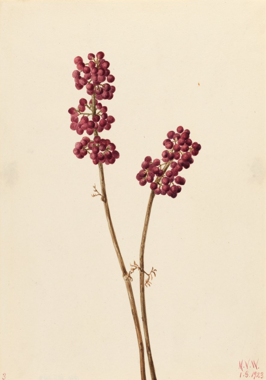Beauty Berry by Mary Vaux Walcott