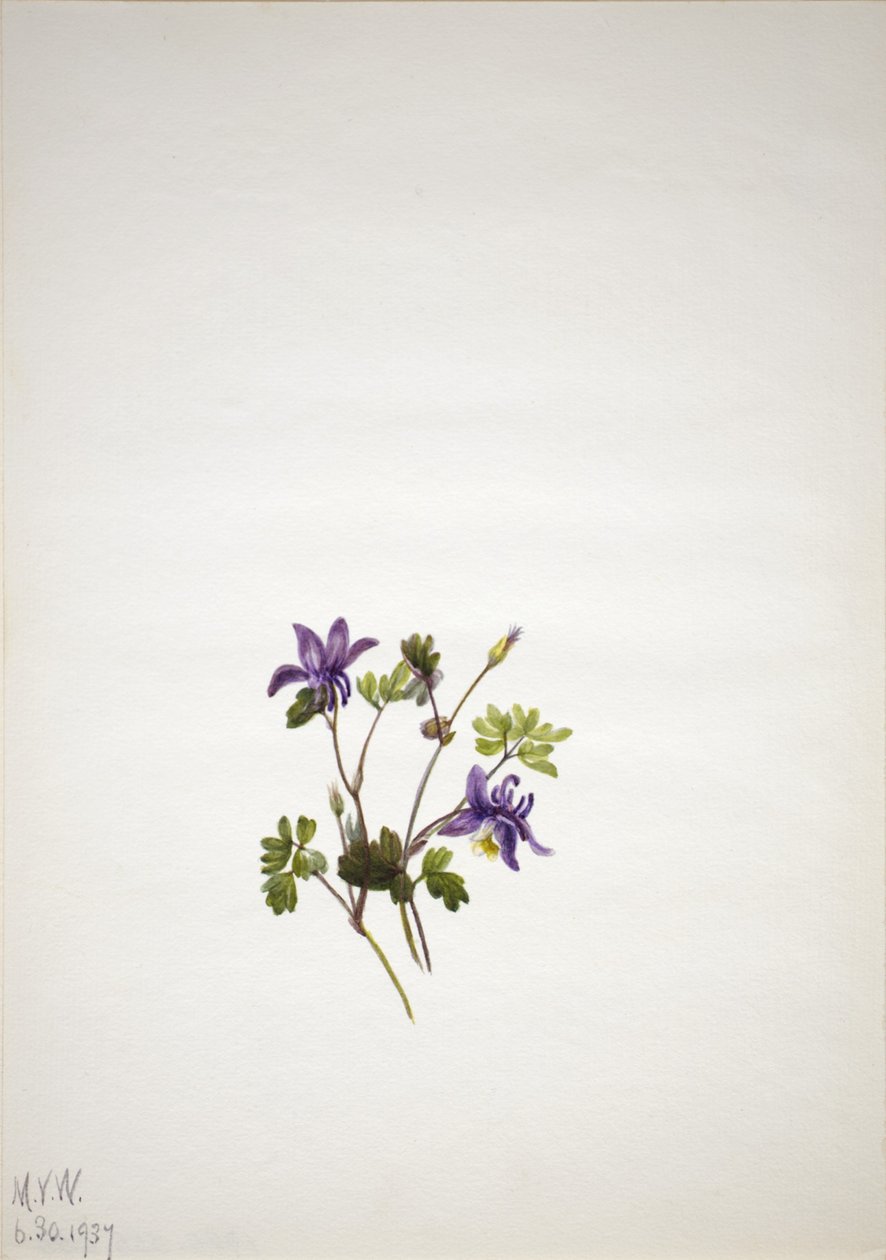 Blue Columbine by Mary Vaux Walcott