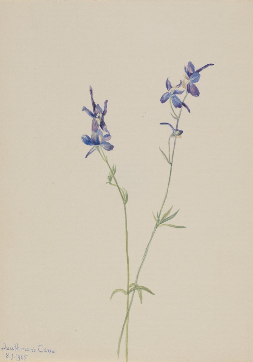 Blue Larkspur by Mary Vaux Walcott