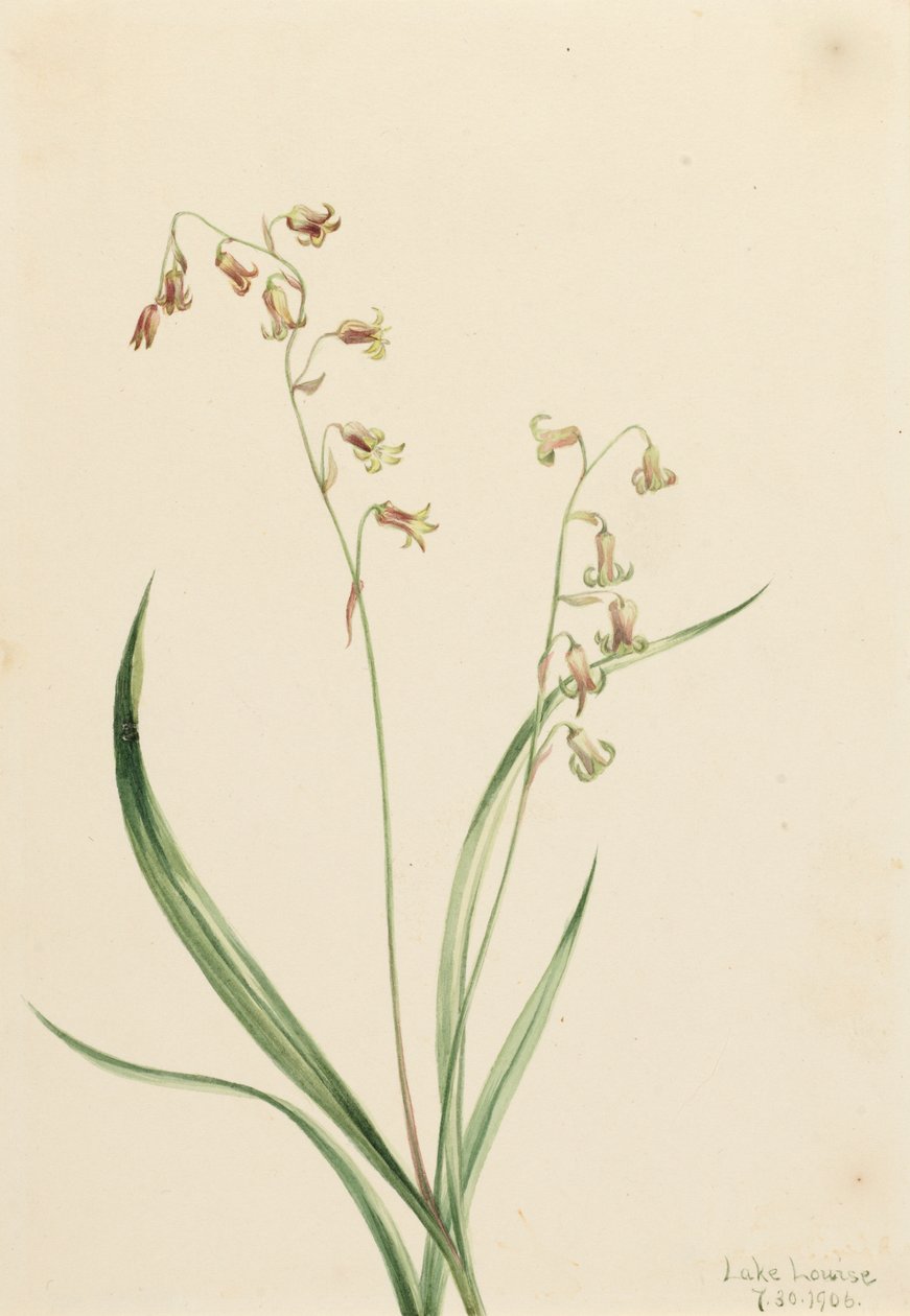 Bronzebells Stenanthium occidentale by Mary Vaux Walcott