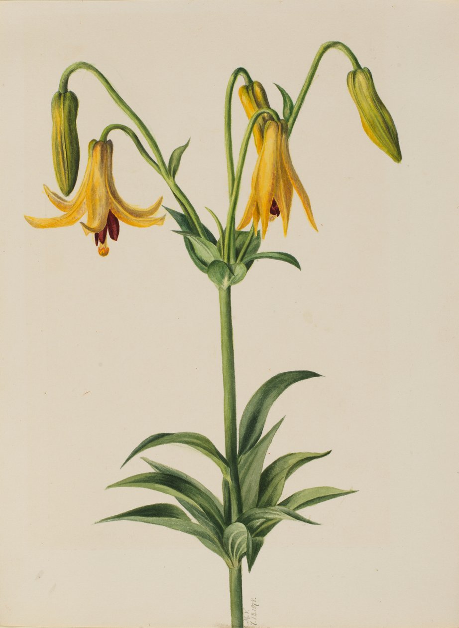 Canada Lily by Mary Vaux Walcott