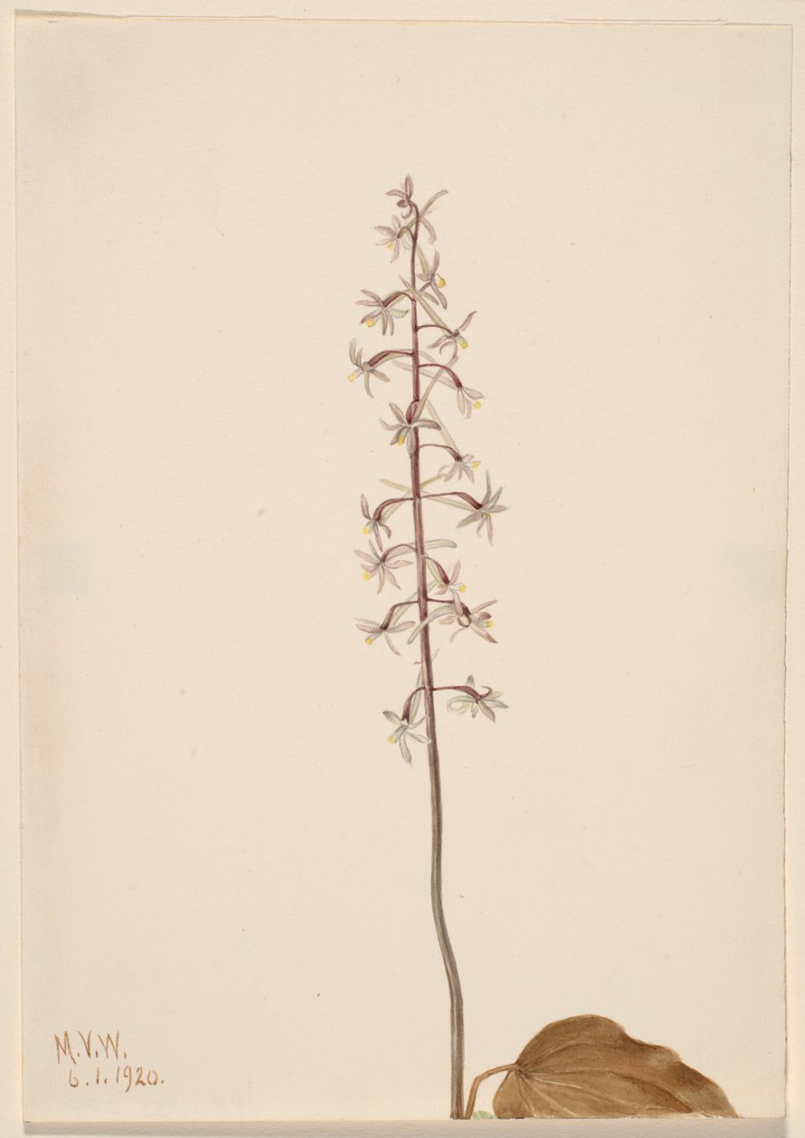 Crane-Fly Orchis by Mary Vaux Walcott