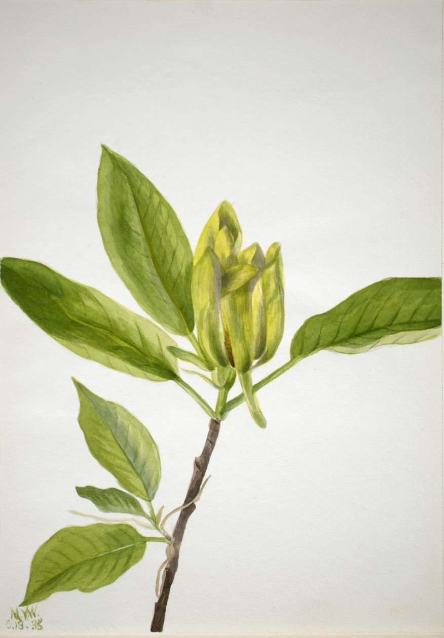 Cucumber Tree by Mary Vaux Walcott