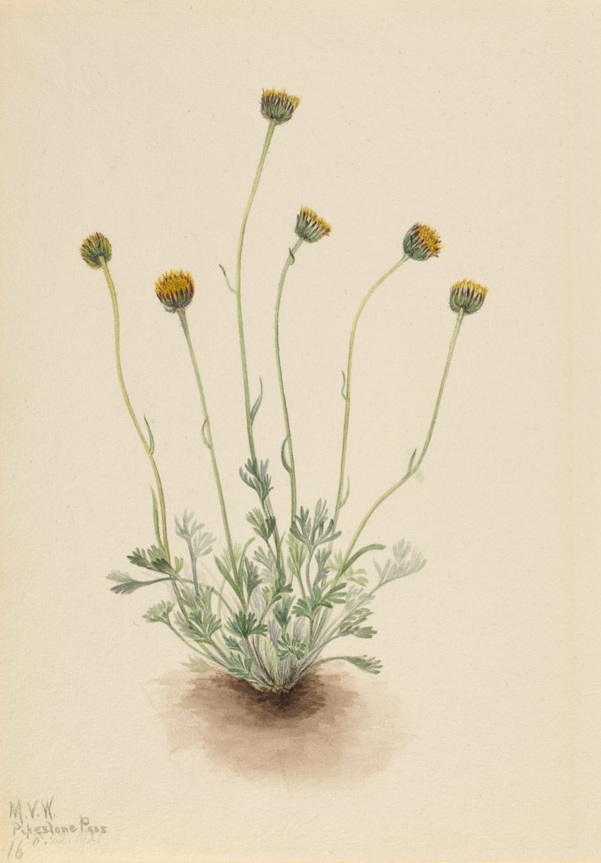 Cut Leaf Fleabane Erigeron Compositus Nudus by Mary Vaux Walcott