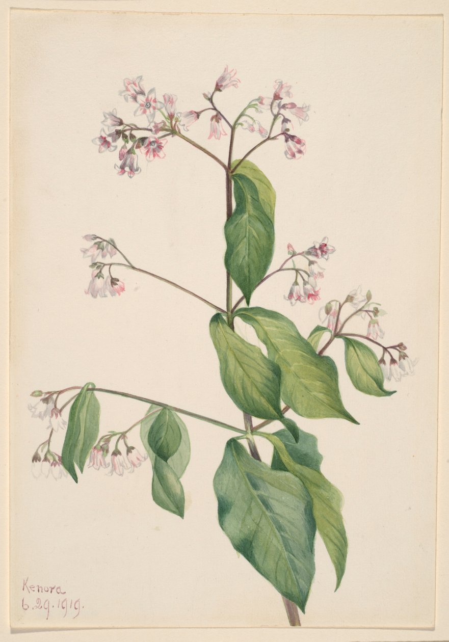 Dogbane by Mary Vaux Walcott
