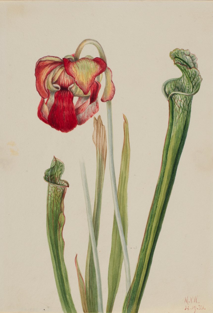 Drummond Pitcherplant by Mary Vaux Walcott