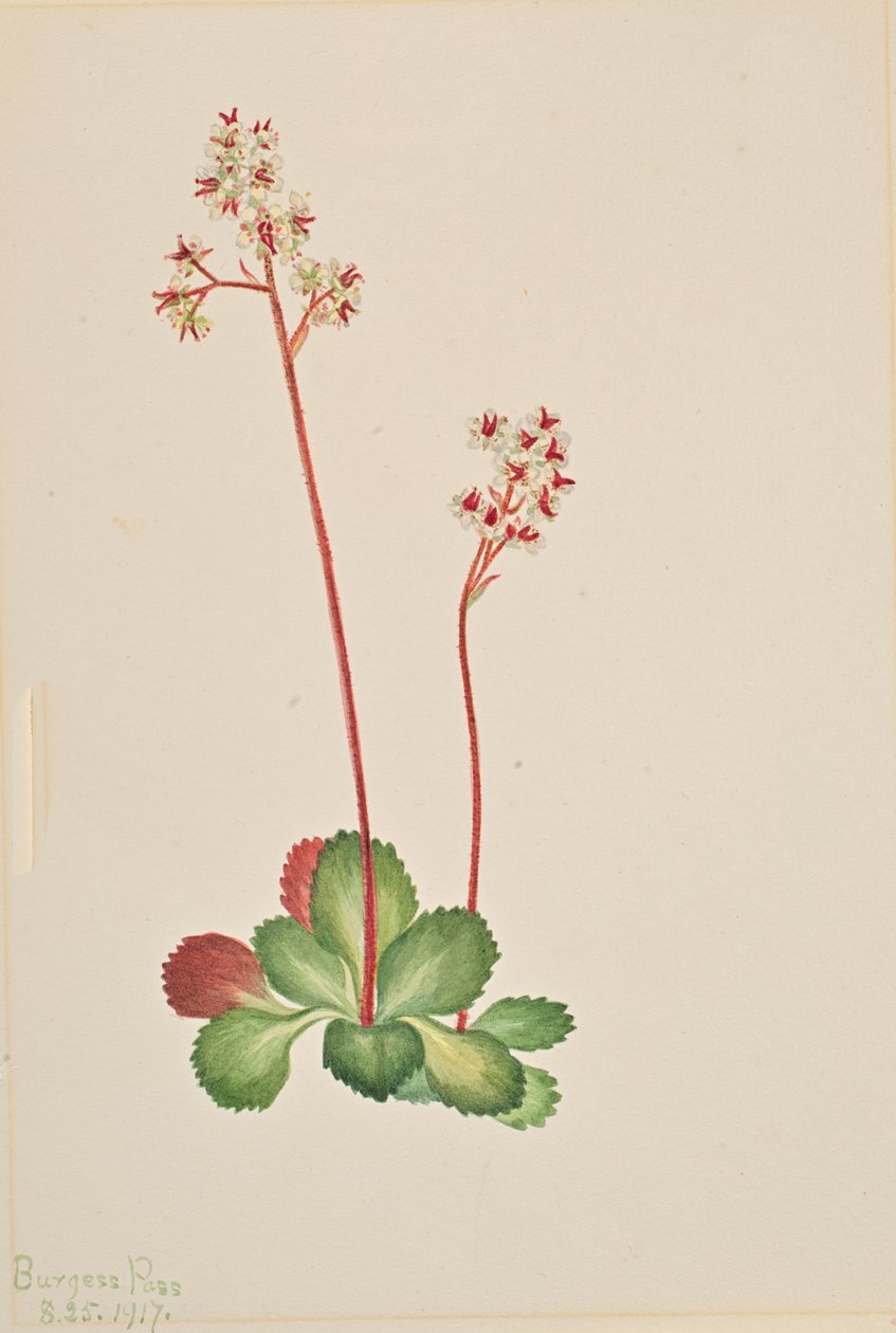 Evergreen Saxifrage Leptarrhena Pyrolifolia, 1917 by Mary Vaux Walcott