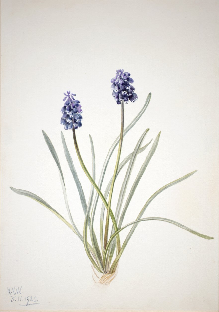 Grape Hyacinth Muscari racemosum, 1920 by Mary Vaux Walcott
