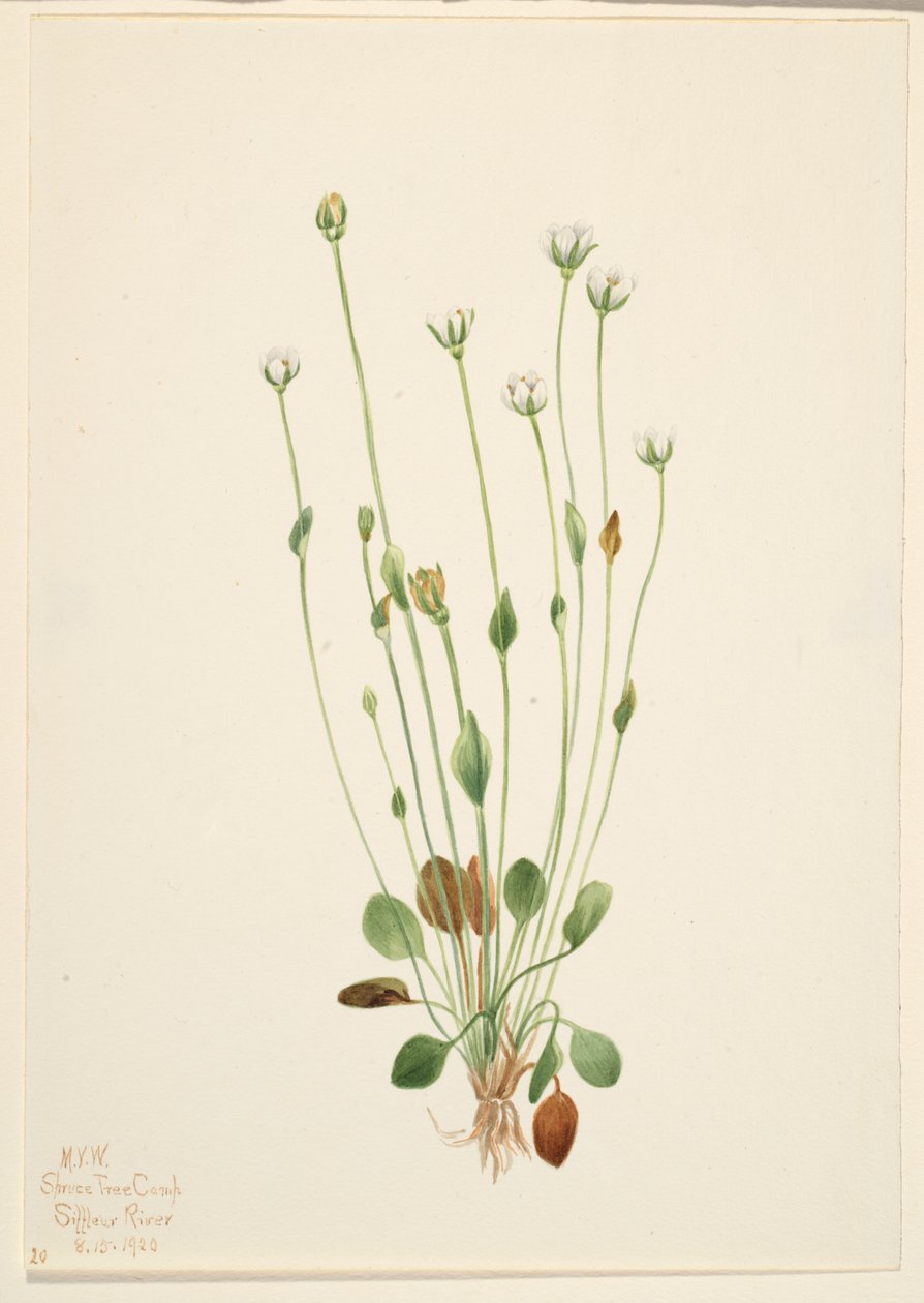 Gray Ragwort by Mary Vaux Walcott