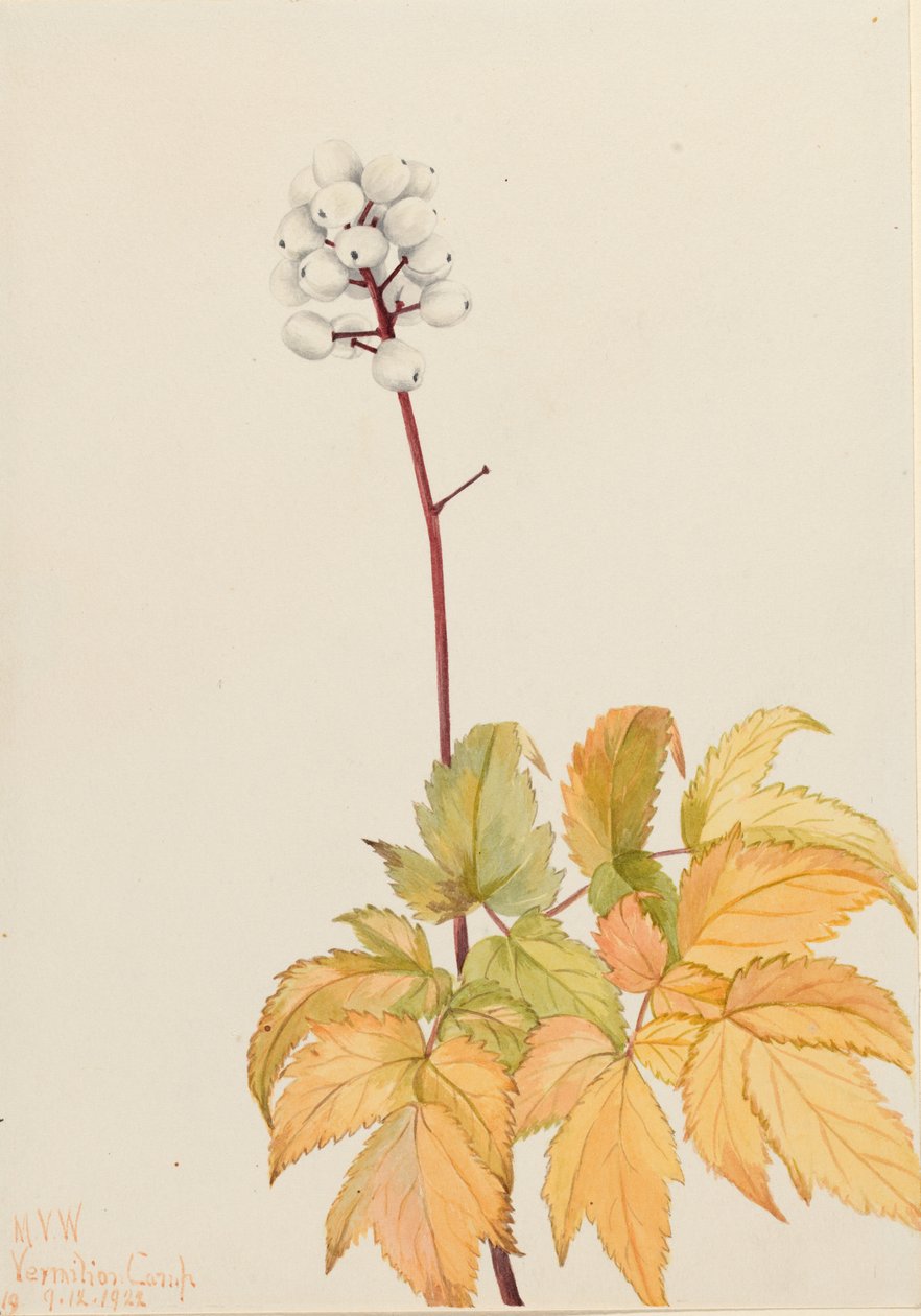 Ivory Baneberry by Mary Vaux Walcott