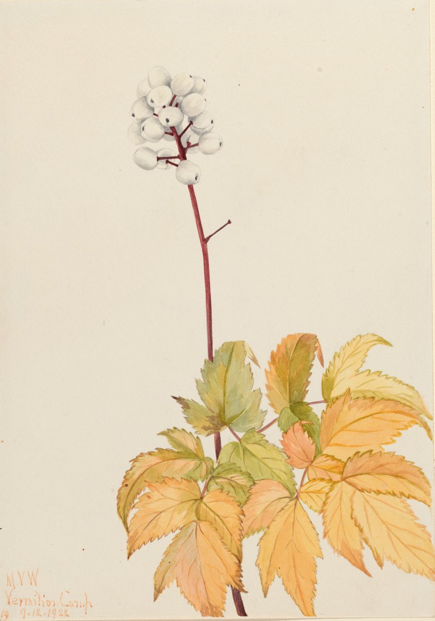 Ivory Baneberry Actaea Arguta by Mary Vaux Walcott