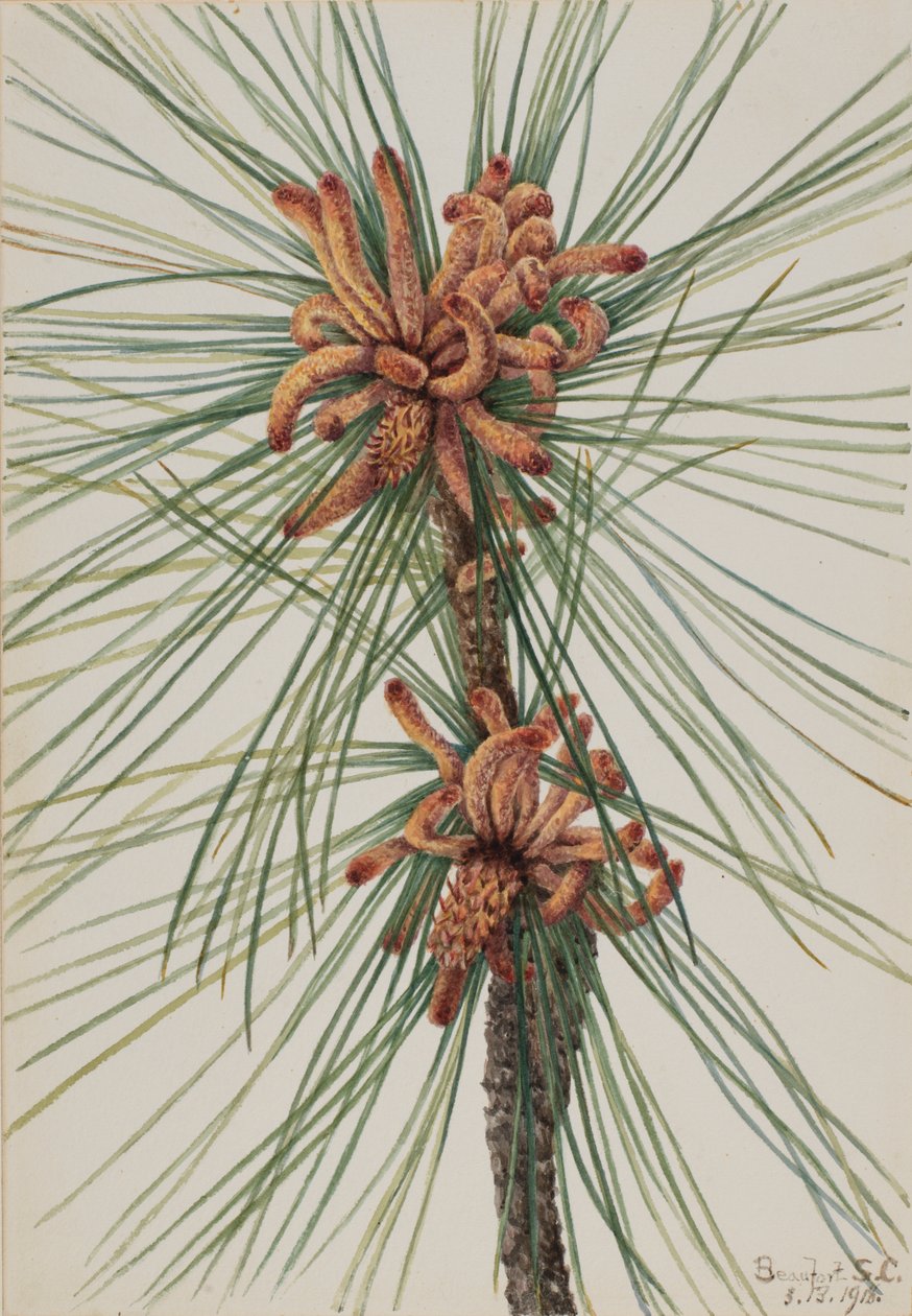 Loblolly Pine by Mary Vaux Walcott