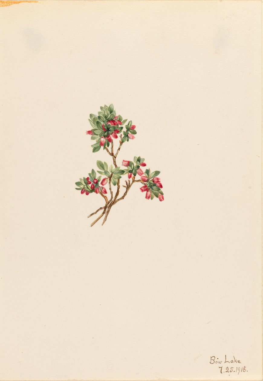 Low Whortleberry by Mary Vaux Walcott