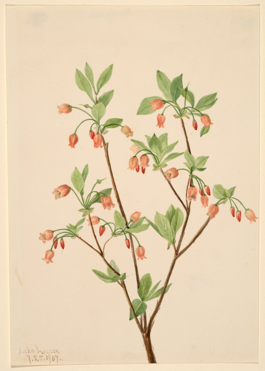 Menziesea by Mary Vaux Walcott