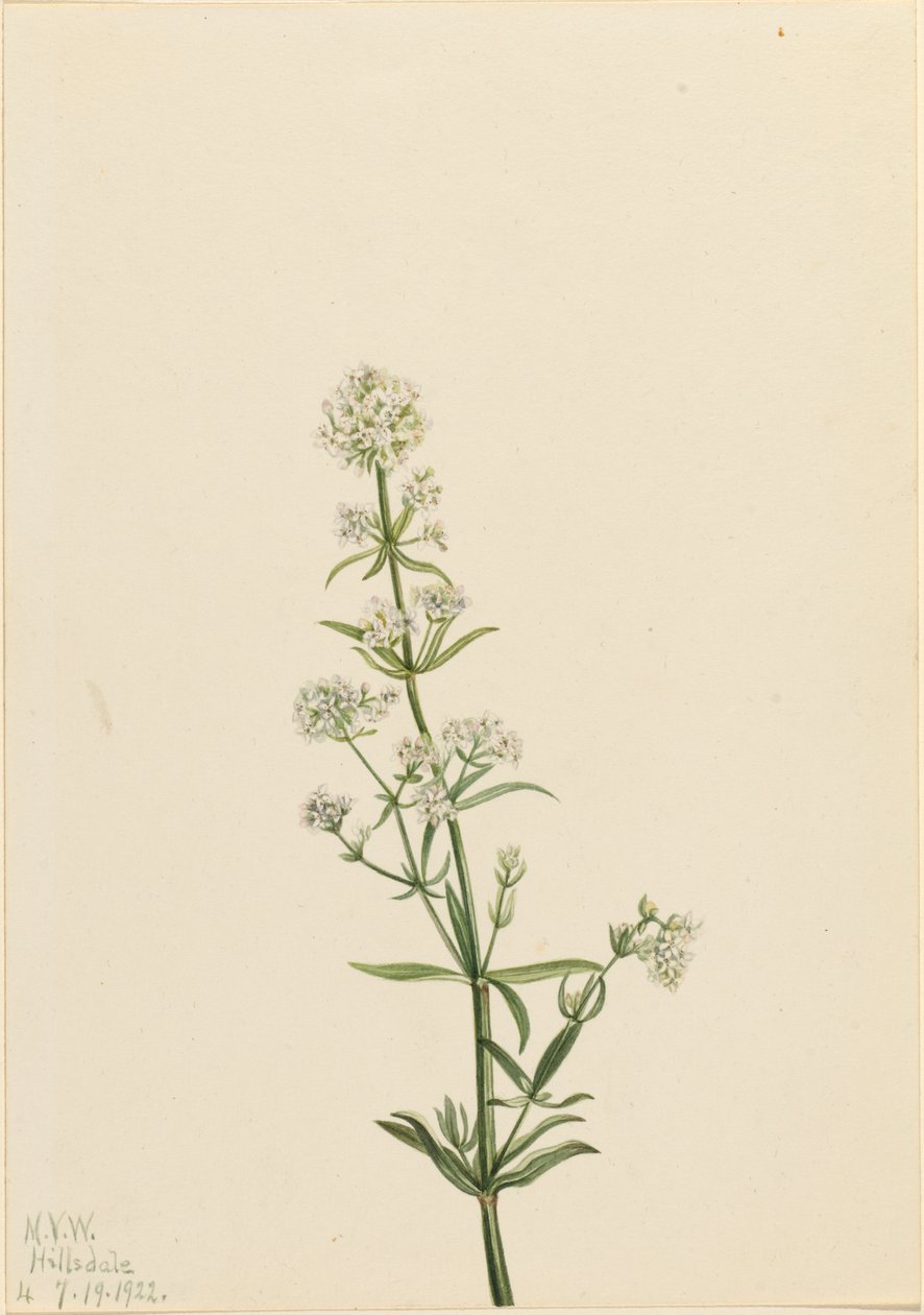 Northern Bedstraw Galium boreale by Mary Vaux Walcott