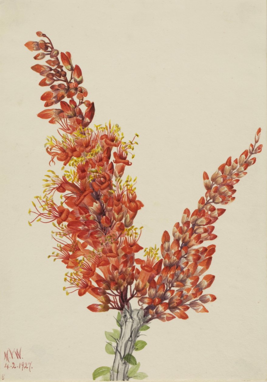 Ocotillo Fouquieria Splendens by Mary Vaux Walcott