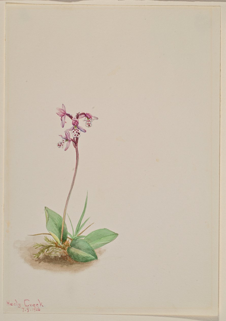Orchis by Mary Vaux Walcott