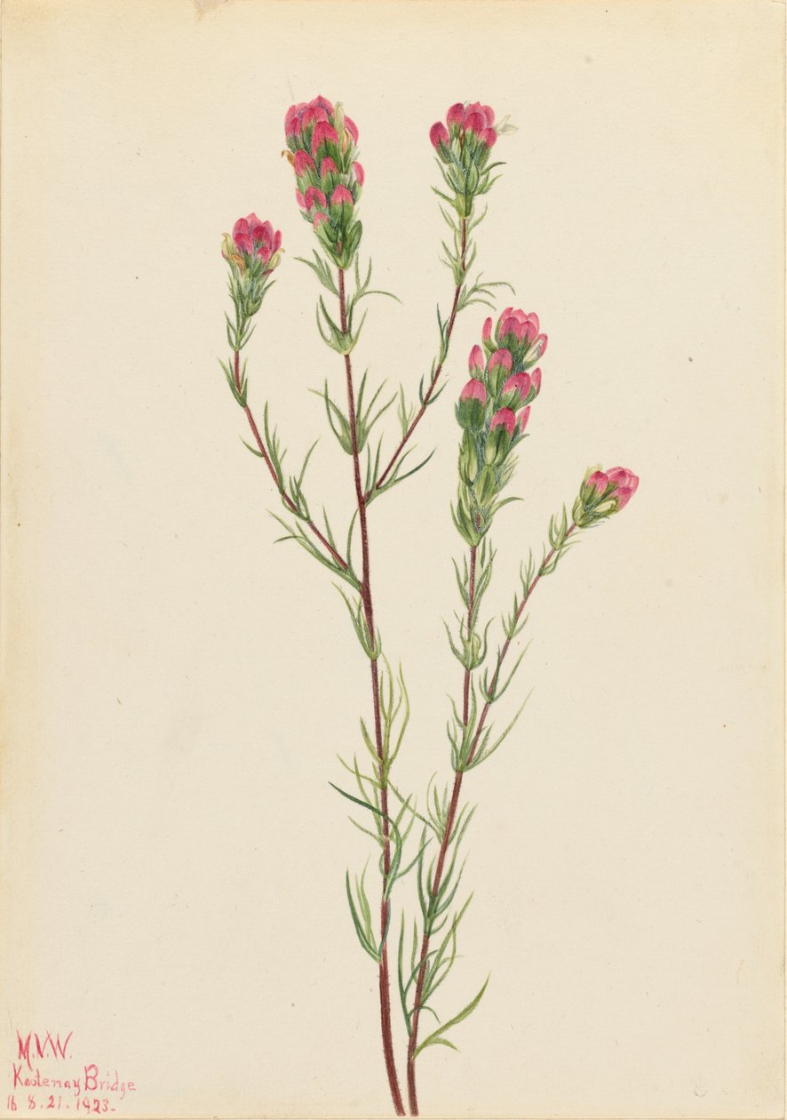 Owl-clover by Mary Vaux Walcott