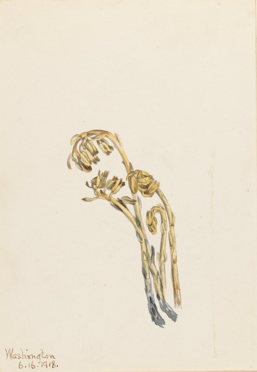 Pale Pinesap by Mary Vaux Walcott