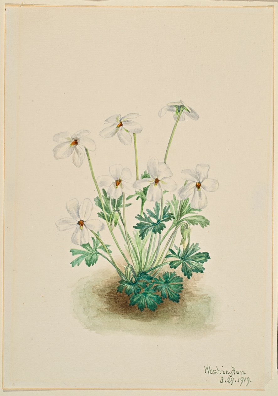 Pansy Violet by Mary Vaux Walcott