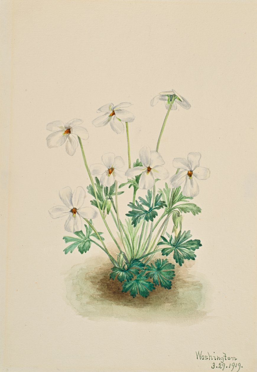 Pansy Violet by Mary Vaux Walcott