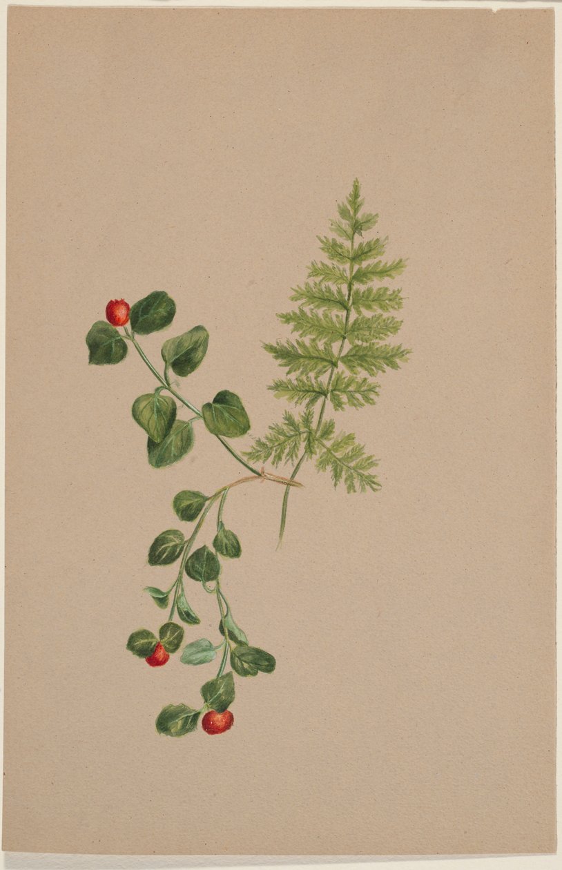 Partridgeberry by Mary Vaux Walcott