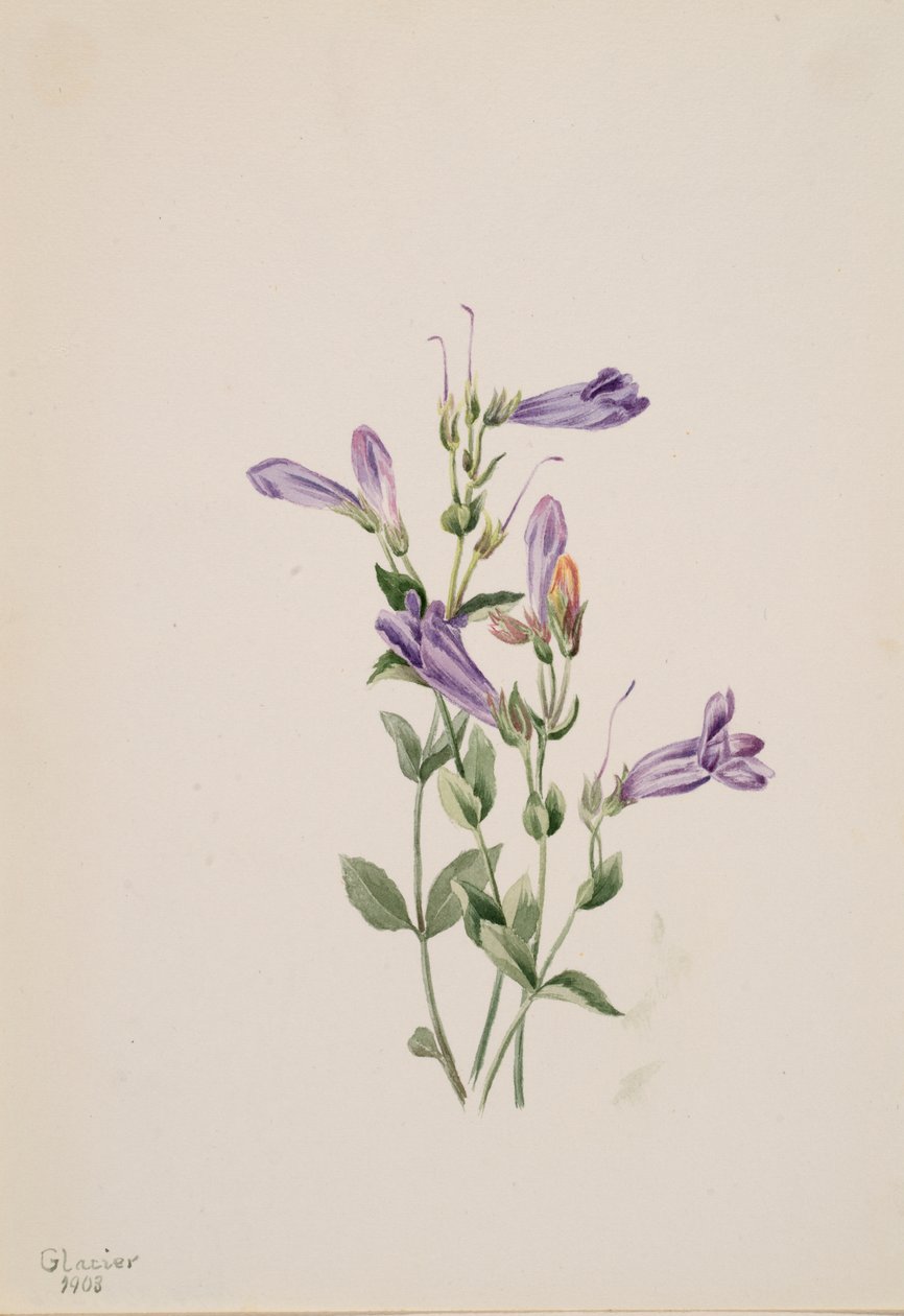 Penstemon, 1903 by Mary Vaux Walcott