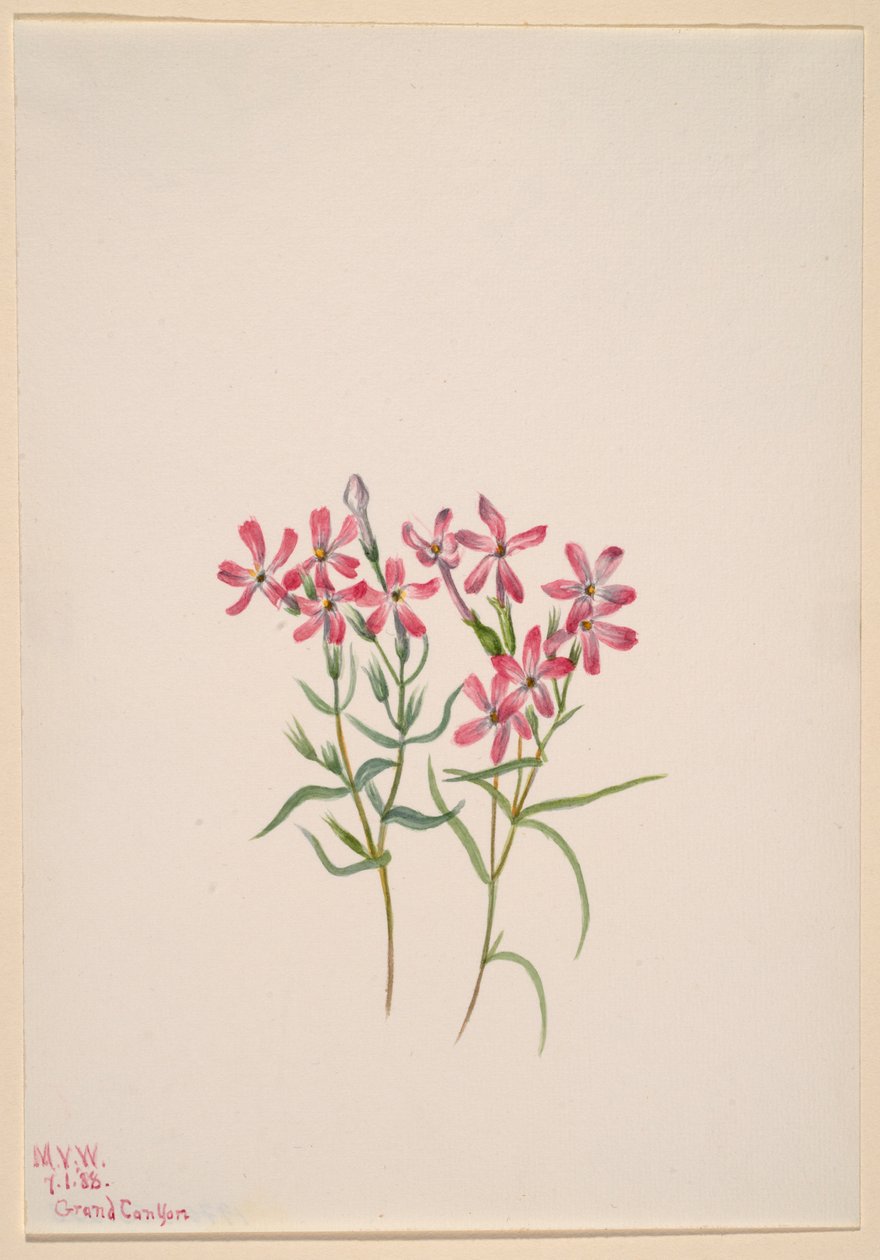 Phlox Stansburyi by Mary Vaux Walcott